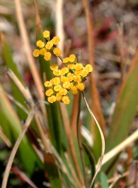 Bupleurum falcatum / Bupleuro falcato